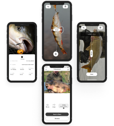 Layout 5